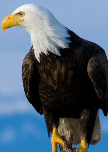 Bald Eagle