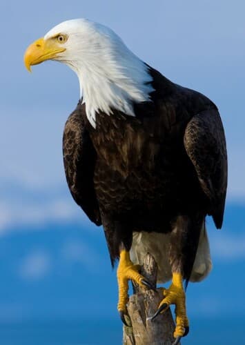 Bald Eagle