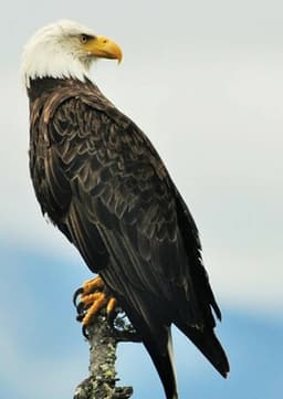 Bald Eagle