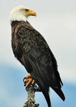 Bald Eagle