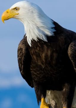 Bald Eagle