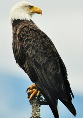 Bald Eagle