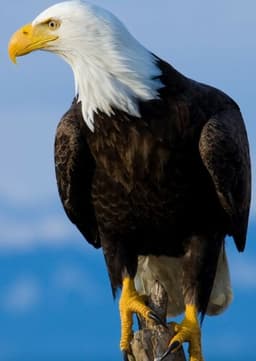 Bald Eagle