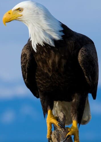 Bald Eagle