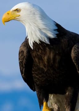 Bald Eagle