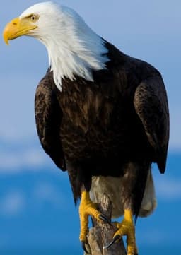 Bald Eagle