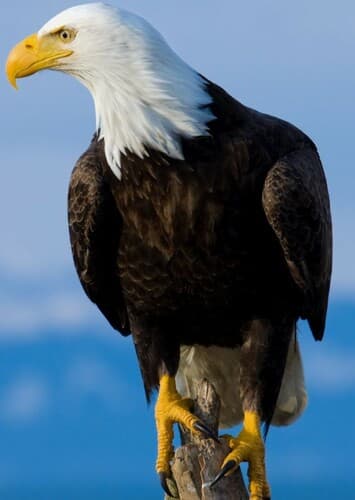 Bald Eagle
