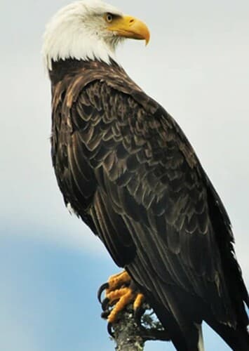 Bald Eagle