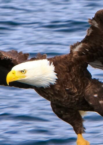 Bald Eagle