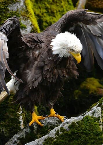 Bald Eagle