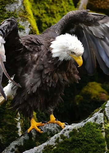 Bald Eagle