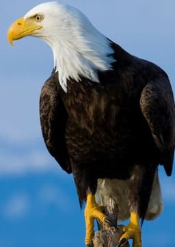 Bald Eagle