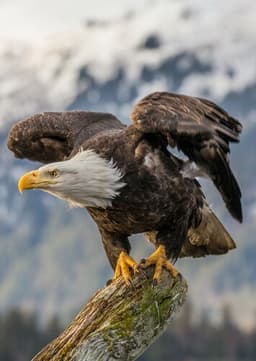 Bald Eagle