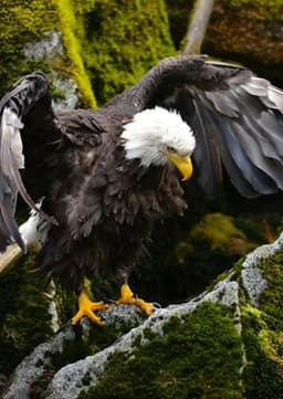 Bald Eagle