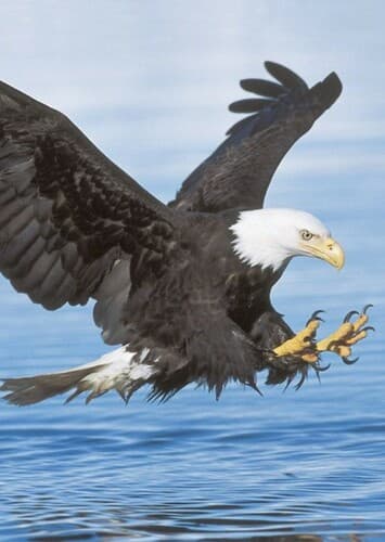 Bald Eagle