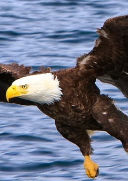 Bald Eagle