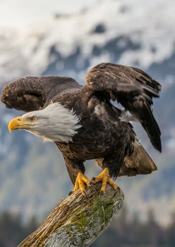Bald Eagle