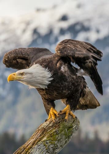 Bald Eagle