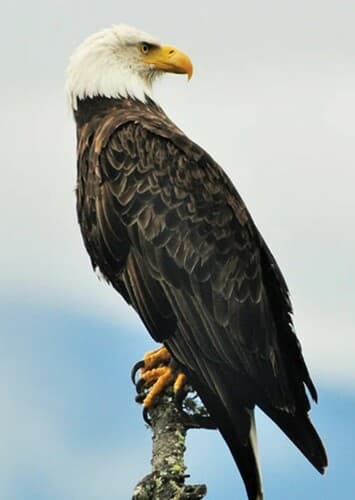 Bald Eagle