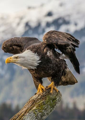 Bald Eagle