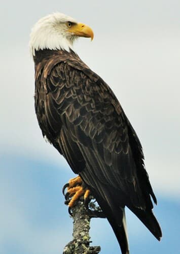 Bald Eagle