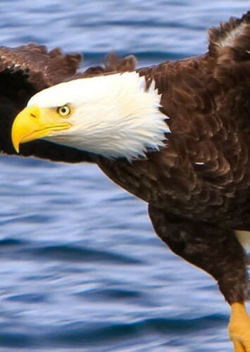 Bald Eagle