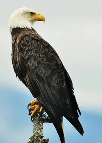 Bald Eagle