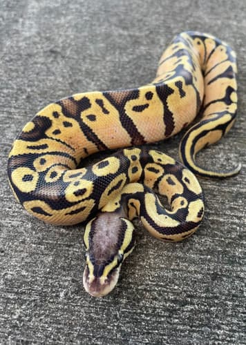 Ball Python