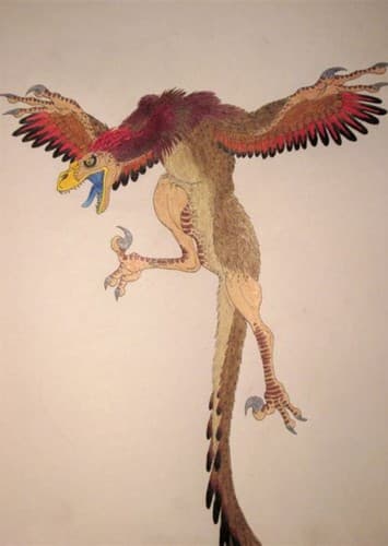 Bambiraptor