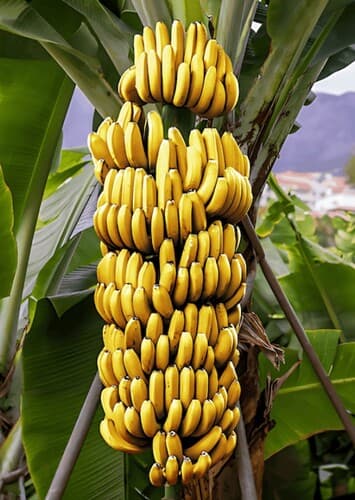 Banana