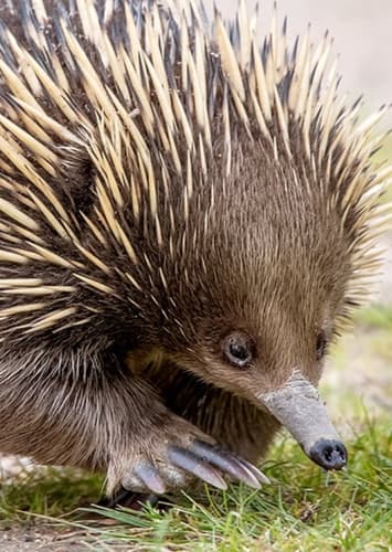 Barley the Echidna