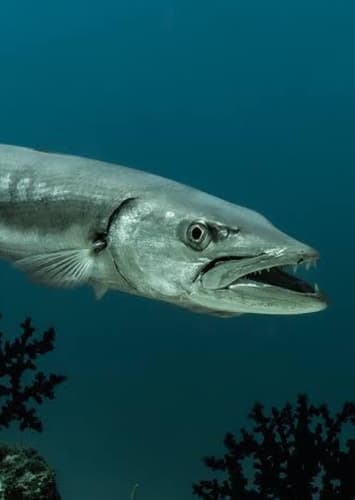 Barracuda