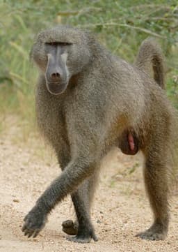 Barry the Baboon
