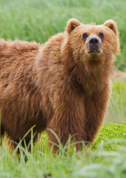 Bart the Brown Bear