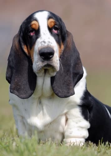 Basset Hound