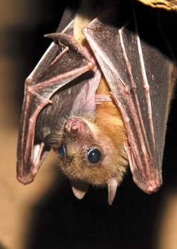 Bat