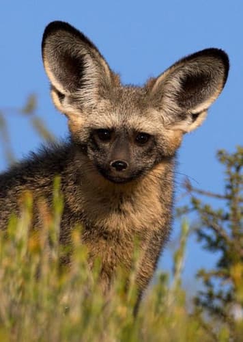 Bat-Eared Fox