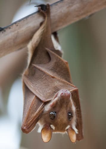 Bat (Generic)