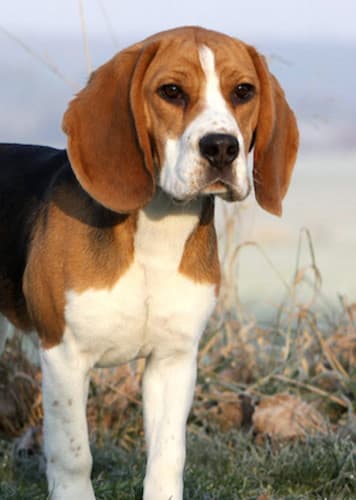 Beagle
