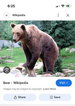 Bear