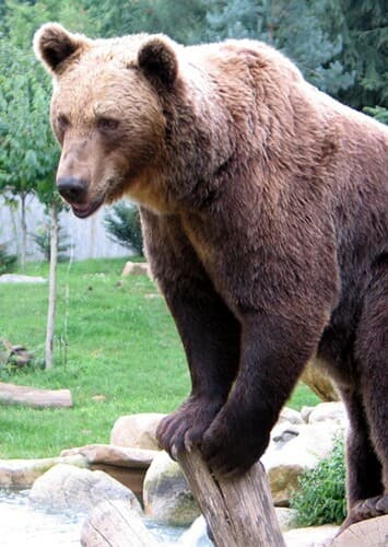 Bear