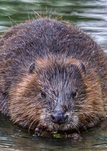 Beaver