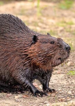 Beaver