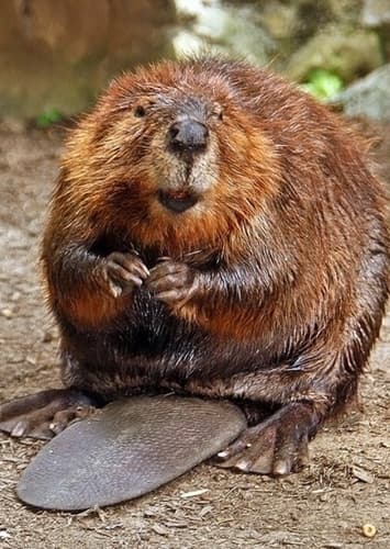 Beaver