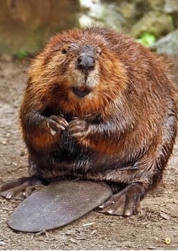 Beaver