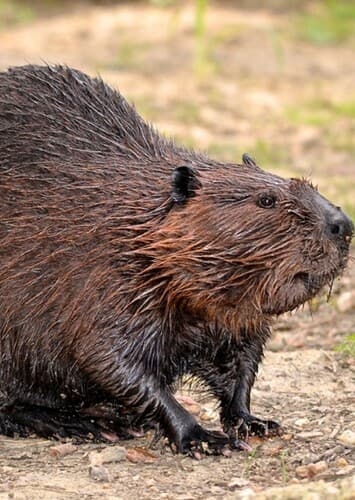 Beaver