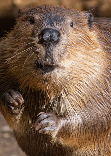 Beaver