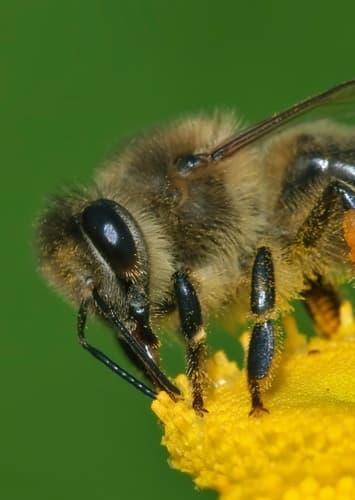 Bee