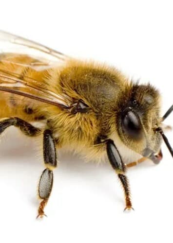 Bee