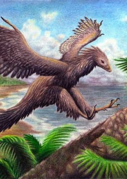BELLA ARCHAEOPTERYX